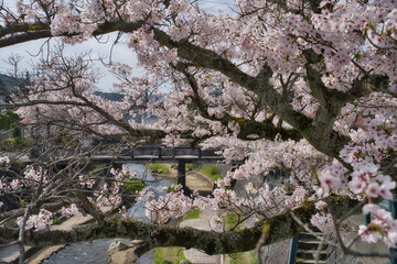 玉湯川（玉造温泉）の桜