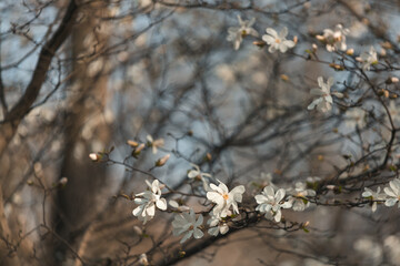 Blooming white magnolia in spring. Twigs with flowers. Beautiful magnolia flowers in soft light. Selective focus. Dnepr city, Ukraine. Personifications of spring beauty. The magic of blooming