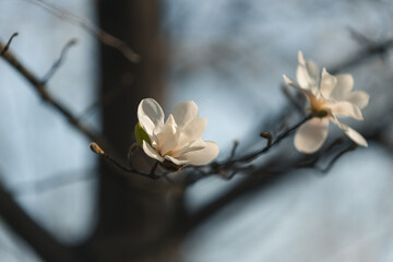 Blooming white magnolia in spring. Twigs with flowers. Beautiful magnolia flowers in soft light....