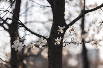 Blooming white magnolia in spring. Twigs with flowers. Beautiful magnolia flowers in soft light. Selective focus. Dnepr city, Ukraine. Personifications of spring beauty. The magic of blooming