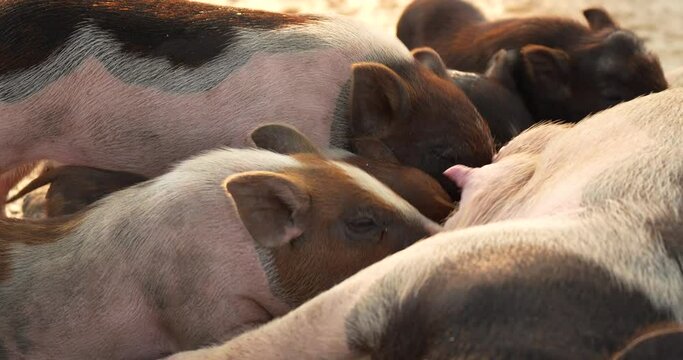 The G&ouml;ttingen mini pig is the smallest domestic pig breed known in the world. High definition shot at 4K, 60 fps video footage.