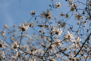 Blooming white magnolia in spring. Twigs with flowers. Beautiful magnolia flowers in soft light. Selective focus. Dnepr city, Ukraine. Personifications of spring beauty. The magic of blooming