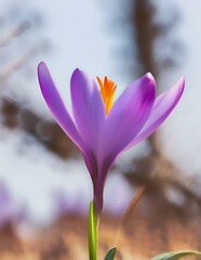 AI generated illustration of a blooming crocus flower