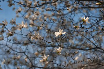 Blooming white magnolia in spring. Twigs with flowers. Beautiful magnolia flowers in soft light....