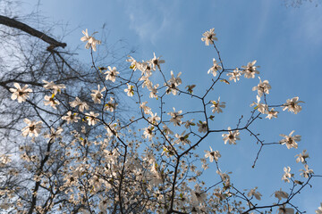 Blooming white magnolia in spring. Twigs with flowers. Beautiful magnolia flowers in soft light....