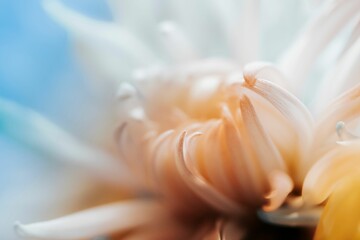 Closeup of beige flower petals
