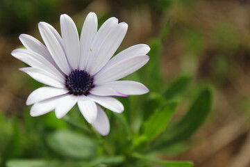 delicate light purple flower on a green background
