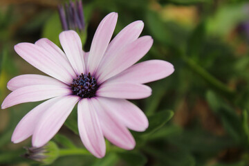 Obraz premium delicate light purple flower on a green background