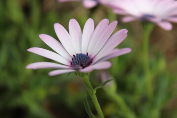 flower in the garden