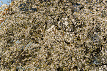 Full-frame shot of a blossoming tree
