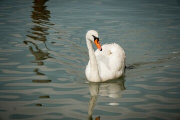 Closeup shot of a mute swan swimming in the water