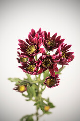 Naturaleza, flores, belleza colorido