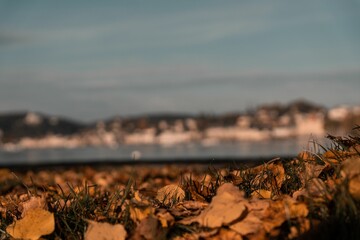 Selective focus of dried yellow leaves on shore of a lake in Luzern, Switzerland - obrazy, fototapety, plakaty