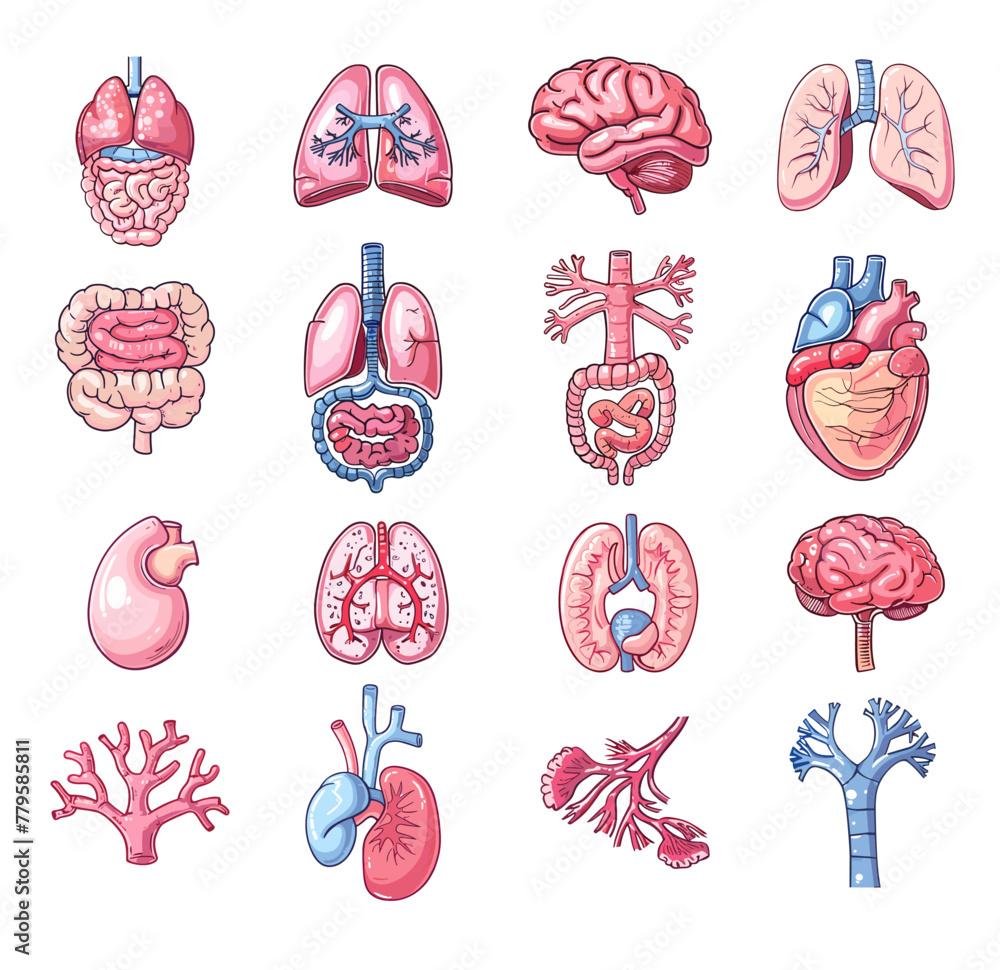 Wall mural Human organs cartoon vector set. Lung kidneys brain heart intestine trachea vessels body anatomical elements illustration isolated on white background