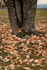 Vertical shot of a tree with falling leaves on the ground