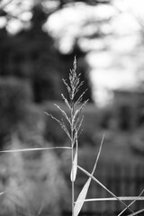 Vertical grayscale of feather reed grass on blurred background