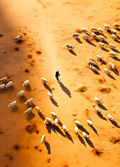 A solitary shepherd guides his flock through the sandy desert expanse, depicting the age-old...