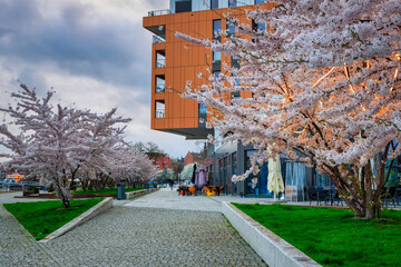 Spring flowers blooming on the trees over the Motlawa river in Gdansk. Poland - obrazy, fototapety, plakaty