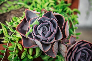 Closeup of a succulent plant growing with green leaves in a pot