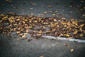 Autumnal leaves on an asphalt road