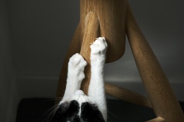 Paws of a cat scratching wooden furniture