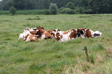 Fototapeta na wymiar Cows with brown and black spots resting outside on meadow. Ruminating.