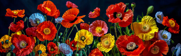 A bouquet of red, yellow, and blue poppy flowers. Floral background. banner