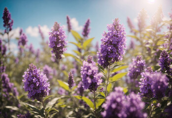 Obraz premium Natural blooming lavender field at sunshine day, soft bokeh background