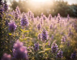 Fototapeta premium Natural blooming lavender field at sunshine day, soft bokeh background
