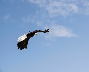 Eagle gaining altitude in the blue sky