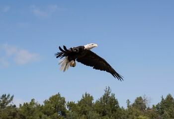 Eagle gaining altitude in the blue sky