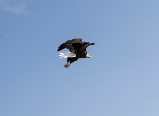 Eagle gaining altitude in the blue sky