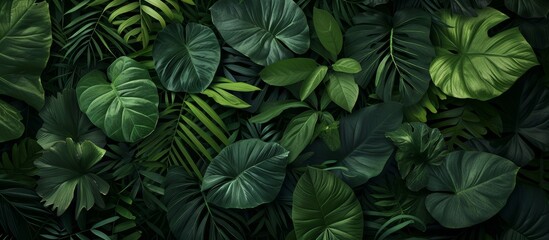 Vivid Jungle Scenery