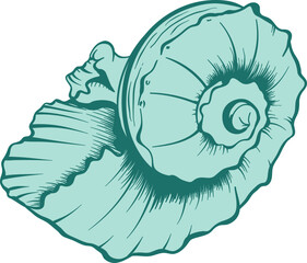 Turquoise Marine Seashell - 779594026