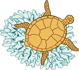 Turtle and Coral 