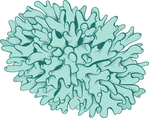 Turquoise Marine Coral - 779594056