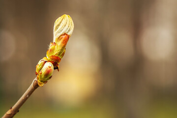 Buds on a tree branch on a blurred background, spring