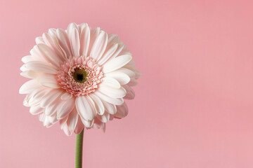 Gerbera flower on a pink background, close-up with corrugated space for text - obrazy, fototapety, plakaty
