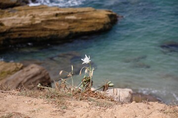 Selective focus shot of a white flower growing on a cliff