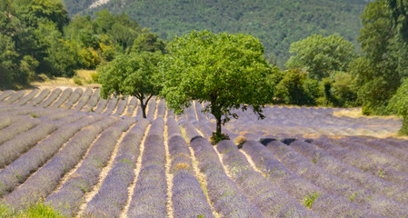champ de lavande en fleurs en Provence