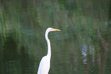 Closeup of a Great Egret on a background of greenery reflecting in a pond