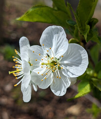 Fresh white cherry blossom against a bright blue sky