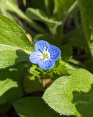 Blue flower Persian speedwell or Veronica persica on stem macro, selective focus, shallow DOF.