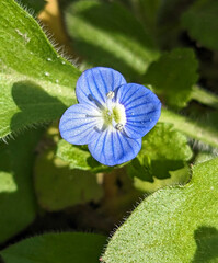 Blue flower Persian speedwell or Veronica persica on stem macro, selective focus, shallow DOF.