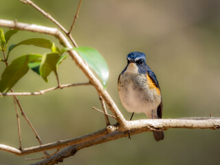 森の中で枝に留まっているルリビタキの雄