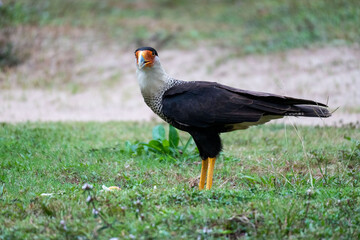 Northern Crested Caracara bird perched on the green grass under the daylight