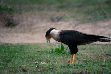 Colorful crested caracara (Caracara plancus) on the grassy ground