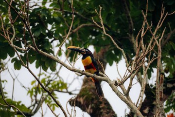 Toucan perching on tree branch surrounded by green leaves