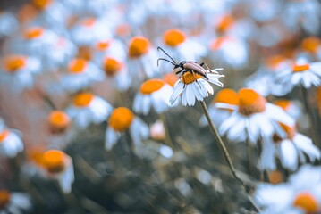 Closeup shot of a beetle sitting on chamomile flower against blurred background