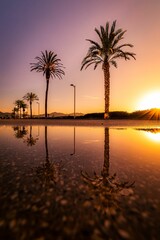 Beautiful vertical view of palm trees with reflecting ground on a beach during sunset